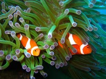 Tropical clown fish coral