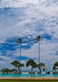 Two palm trees near the ocean against the sky stock image Two palm trees near the ocean against the sky stock image