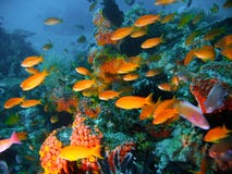 Tropical coral reef fish