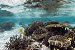 Tropical coral reef - The Maldives Stock Images Tropical coral reef - The Maldives Stock Images