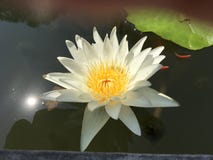 Tropical creamy pastel white water lilies in a pond on sunny day with tiny orange fishes stock image Tropical creamy pastel white water lilies in a pond on sunny day with tiny orange fishes stock image