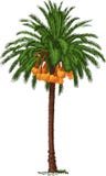 Tropical date palm. Vector