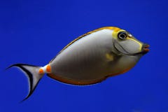 Tropical Fish Royalty Free Stock Images