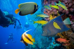 Tropical Fish And Coral Reef Stock Photography Tropical Fish And Coral Reef Stock Photography