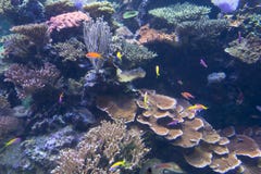 Tropical fish in an aquarium royalty free stock image Tropical fish in an aquarium royalty free stock image