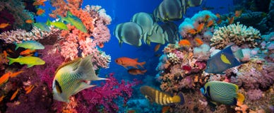 Tropical Fish and Coral Reef