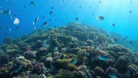 Tropical Fishes At Coral Reef In Egypt Hurghada. Many Fishes Under ...