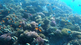Tropical Fishes At Coral Reef In Egypt Hurghada. Many Fishes Under ...