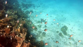 Tropical Fishes At Coral Reef In Egypt Hurghada. Many Fishes Under ...