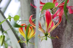 Violet and Yellow Tropical Flower Gloriosa Superba, Botanic Garden Stock Photo Violet and Yellow Tropical Flower Gloriosa Superba, Botanic Garden Stock Photo