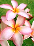 Tropical Flowers Royalty Free Stock Image Tropical Flowers Royalty Free Stock Image