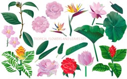 Tropical flowers and leaves set. White background. Seamless patt vector illustration Tropical flowers and leaves set. White background. Seamless patt vector illustration