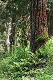 Tropical Forest Stock Photo Tropical Forest Stock Photo
