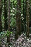 Tropical Forest Royalty Free Stock Photo Tropical Forest Royalty Free Stock Photo