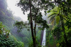 Tropical forest Tropical forest