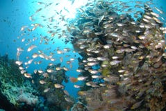 Tropical Glass Fish Stock Photography Tropical Glass Fish Stock Photography