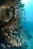 Tropical Glass Fish Blue Ocean And Sun Stock Photo Tropical Glass Fish Blue Ocean And Sun Stock Photo