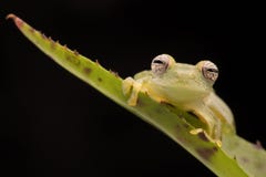 Tropical glass frog from the Amazon rain forest royalty free stock photography Tropical glass frog from the Amazon rain forest royalty free stock photography