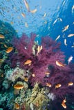 Tropical Goldfish And Coral Reef Stock Images