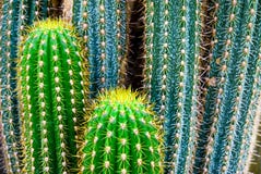 Tropical Green Cactus - Cacti Stock Photography Tropical Green Cactus - Cacti Stock Photography