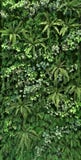 Tropical Green Leaf Royalty Free Stock Image Tropical Green Leaf Royalty Free Stock Image