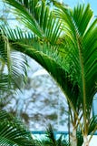 Tropical Green Palm Trees Background. Summer, Holiday And Travel Concept With Copy Space. Palm Leaves And Branches. Royalty Free Stock Photos