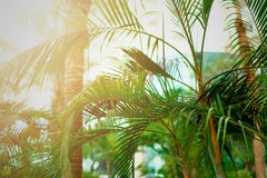 Tropical Green Palm Trees Background. Sun Light Effect And Sunny Bokeh. Summer, Holiday And Travel Concept With Copy Stock Photography
