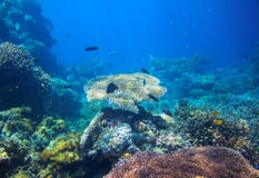 Tropical lagoon Underwater landscape. Coral reef panorama in open sea water. Royalty Free Stock Photo Tropical lagoon Underwater landscape. Coral reef panorama in open sea water. Royalty Free Stock Photo