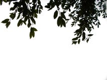 Tropical leaf on top of background stock images Tropical leaf on top of background stock images