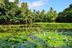 Tropical lilies on the lake Big Island of Hawaii stock photos Tropical lilies on the lake Big Island of Hawaii stock photos