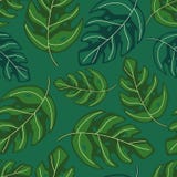 Tropical Monstera Leaves Seamless Repeat Pattern . Exotic Plant Stock Photography Tropical Monstera Leaves Seamless Repeat Pattern . Exotic Plant Stock Photography