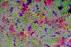 Tropical multicolored floating plants in aquarium, colorful duckweed on the water, mosaic texture, dwarf water lettuce stock image Tropical multicolored floating plants in aquarium, colorful duckweed on the water, mosaic texture, dwarf water lettuce stock image