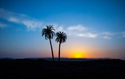 Tropical Palm Coconut Trees On Sunset Sky Nature Background. Silhouette Coconut Palm Trees On Beach At Sunset Royalty Free Stock Photos Tropical Palm Coconut Trees On Sunset Sky Nature Background. Silhouette Coconut Palm Trees On Beach At Sunset Royalty Free Stock Photos