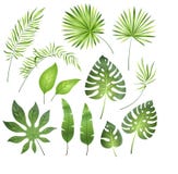 Tropical palm leaves. Jungle exotic leaf palm royal fern plumeria. Summer tropical paradise beach holiday, botanical set