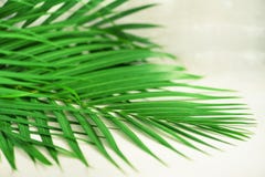 Tropical Palm Leaves On Grey Concrete Background. Minimal Summer Concept. Creative Flat Lay With Copy Space. Top View Royalty Free Stock Images Tropical Palm Leaves On Grey Concrete Background. Minimal Summer Concept. Creative Flat Lay With Copy Space. Top View Royalty Free Stock Images