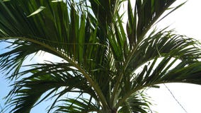 Tropical palm trees in summer stock photo Tropical palm trees in summer stock photo