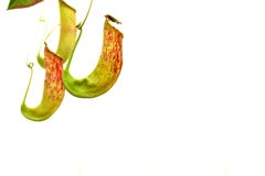 A tropical pitcher plant royalty free stock images A tropical pitcher plant royalty free stock images