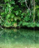 Tropical Rain Forest Stock Photography Tropical Rain Forest Stock Photography