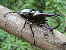 Tropical Rainforest Beetle