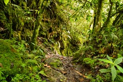 Tropical rainforest in the National Park, Ecuador