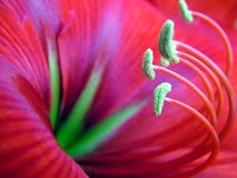 Tropical Red Flower