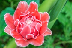 Tropical red flowers, Etlingera elatior. stock photo Tropical red flowers, Etlingera elatior. stock photo
