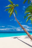 Tropical Sand Beach With Palm Trees, Summer Vacation Vertical Ph Stock Photography