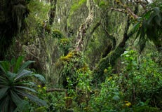 Tropical Tree in Rwanda rainforest