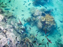 Tropikalny Rybi staw przy Międzykontynentalnym kurortu i zdroju hotelem w Papeete, Tahiti, Francuski Polynesia Zdjęcie Stock