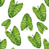 Tropikalnych liści bezszwowy wzór Akwarela rysunku ilustracja ilustracja wektor Tropikalnych liści bezszwowy wzór Akwarela rysunku ilustracja ilustracja wektor