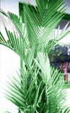 Tropische die palm aan witte muur als decoratieelement wordt gesloten royalty-vrije stock afbeelding Tropische die palm aan witte muur als decoratieelement wordt gesloten royalty-vrije stock afbeelding