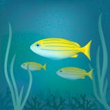 Tropische exotische vissen in oceaan onderwater vector illustratie Tropische exotische vissen in oceaan onderwater vector illustratie