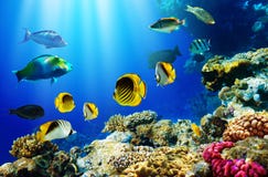 Tropische Fische über Korallenriff Tropische Fische über Korallenriff