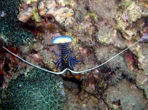 Tropische ornatus van Panulirus van de rotszeekreeft stock afbeelding Tropische ornatus van Panulirus van de rotszeekreeft stock afbeelding